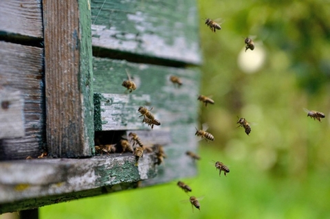 В гостях у пасечника Гамзата